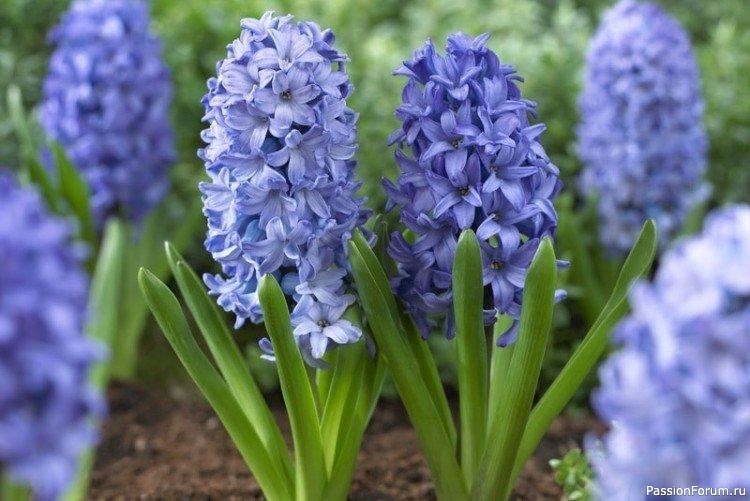 Парк зацвел