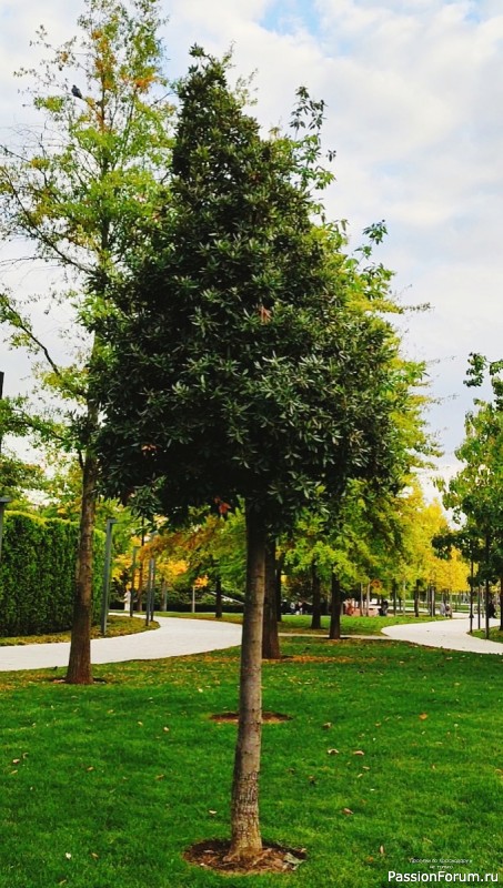 Уж небо осенью дышало...