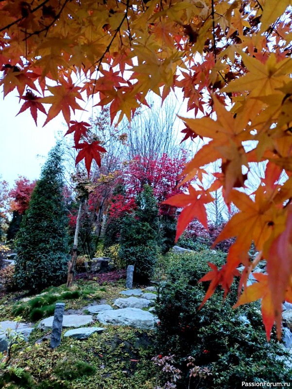 Немного хокку и много осени японского сада.