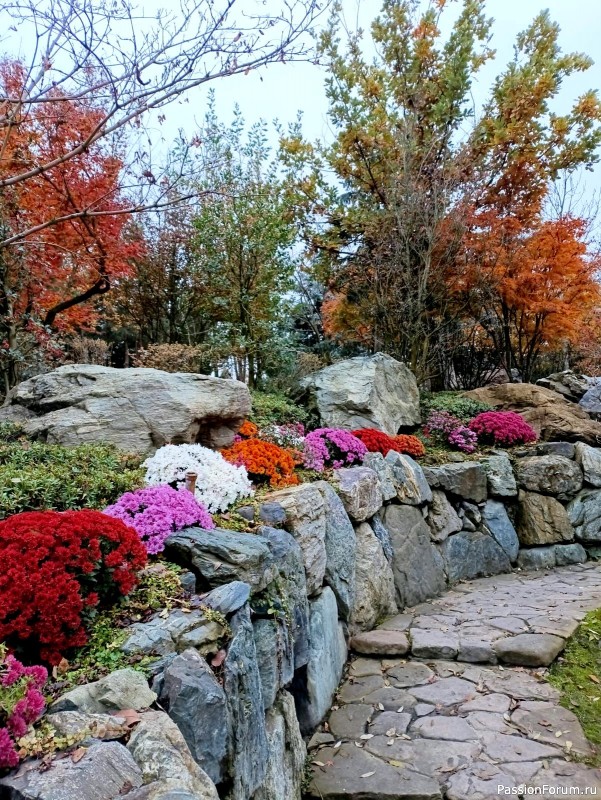 Немного хокку и много осени японского сада.