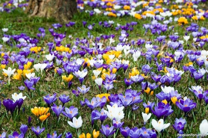 Парк зацвел