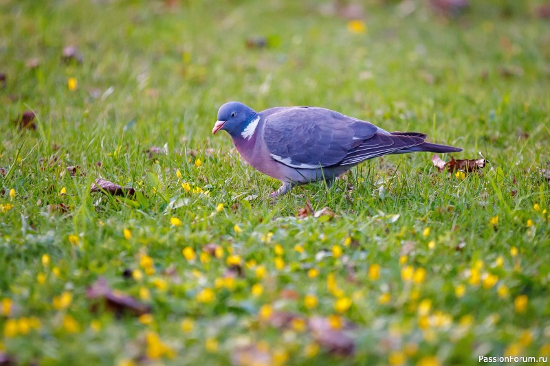 Парк зацвел