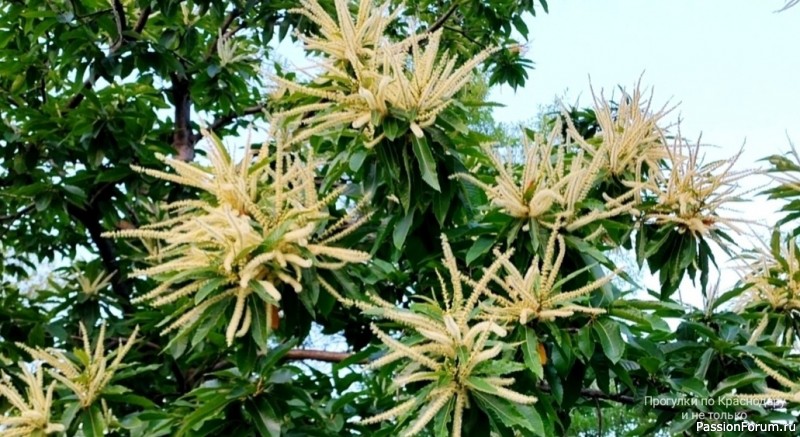 Уж небо осенью дышало...