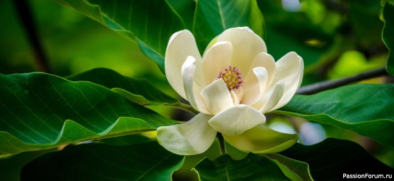 Уж небо осенью дышало...