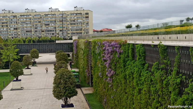 Смотровая площадка и знаменитый шалфей.