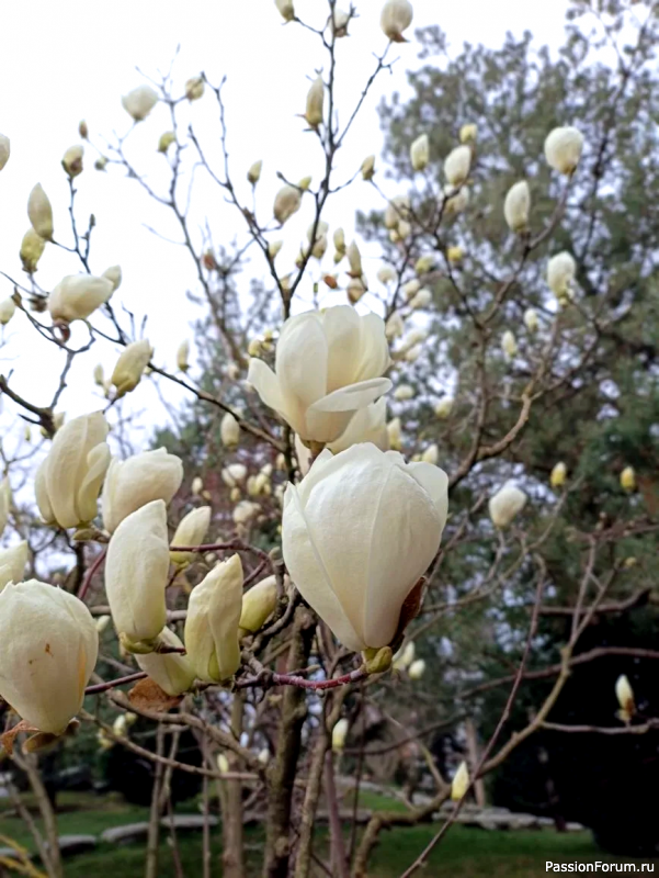 Японский сад в парке С. Галицкого. Конец марта.