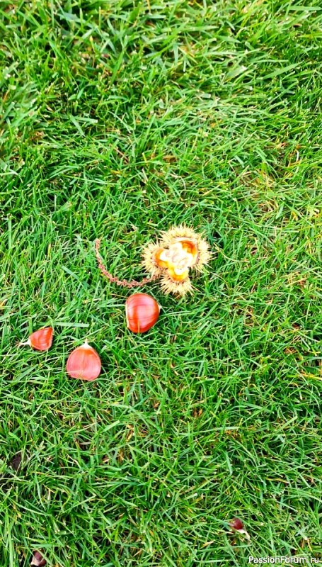 Уж небо осенью дышало...