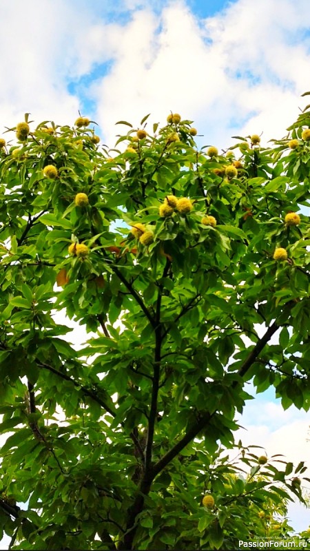 Уж небо осенью дышало...