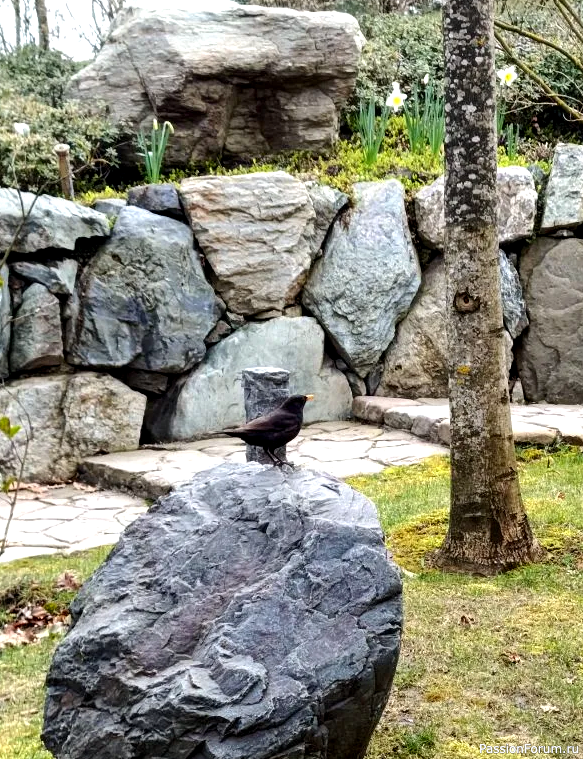 Японский сад в парке С. Галицкого. Конец марта.