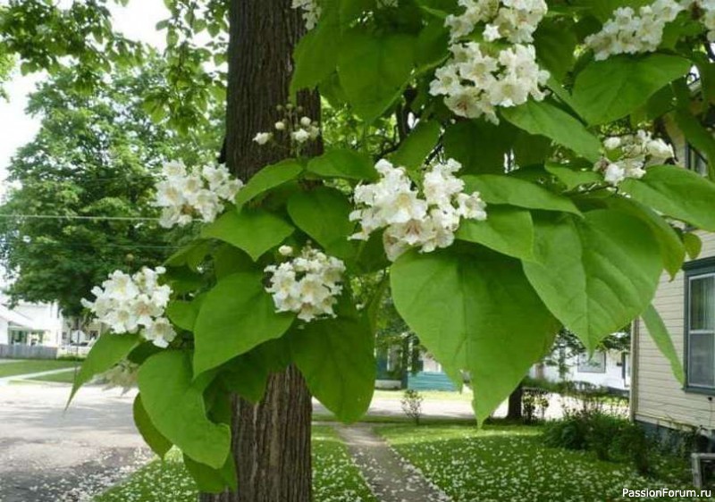 Красивейшие деревья и кустарники.