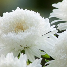 Tanta_85 Tanta_85