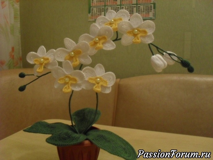 Орхидеи крючком