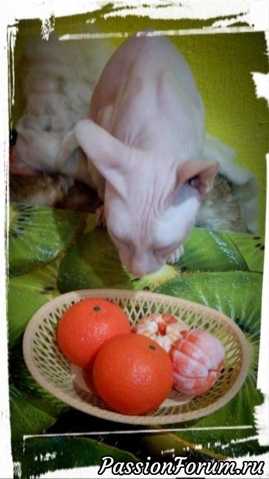 Мое мыло