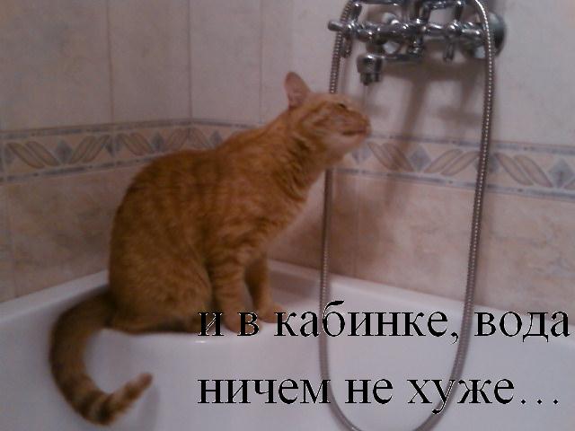 Без кота и жизнь не та