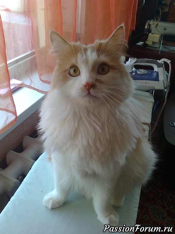 Валяный кот