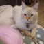 Orhid_76