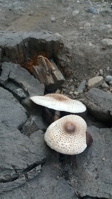 Что это за грибы?????