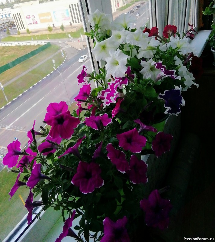 Мои цветочки на балконе