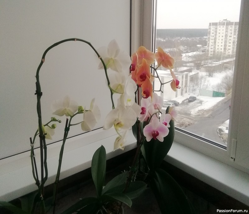 Орхидеи в преддверии Нового года