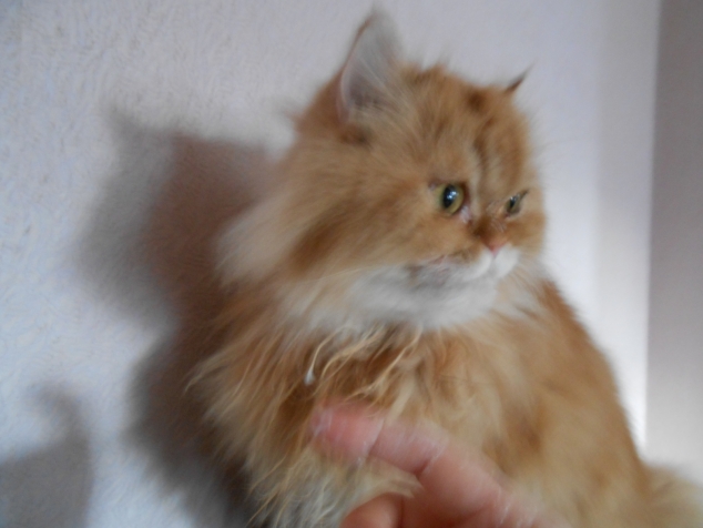 Коту плохо от моих работ,всё время отворачивается... Коту плохо от моих работ,всё время отворачивается...