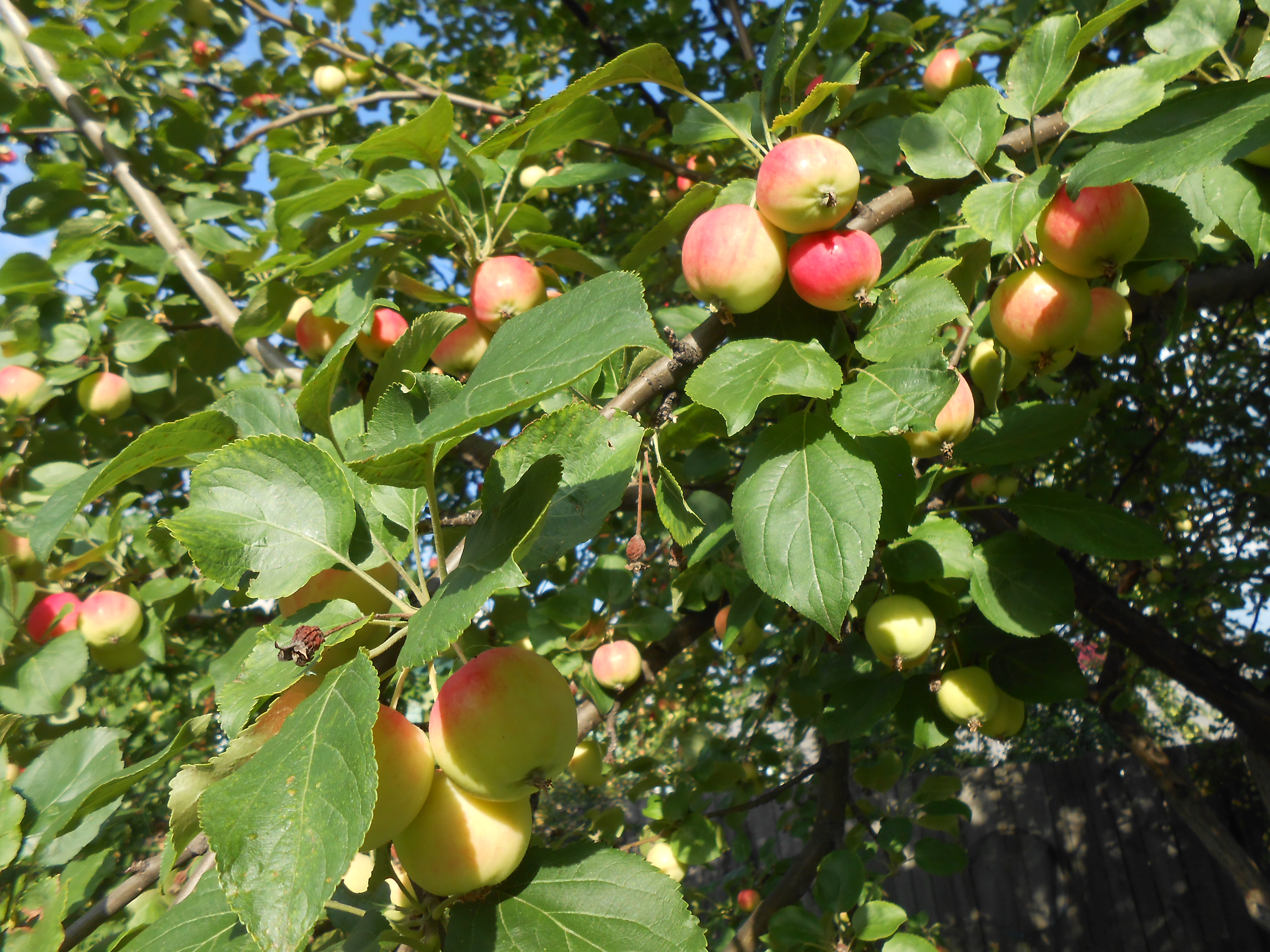 Райские яблочки 4