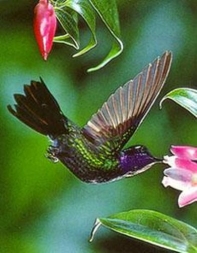 kolibri (Татьяна) kolibri (Татьяна)