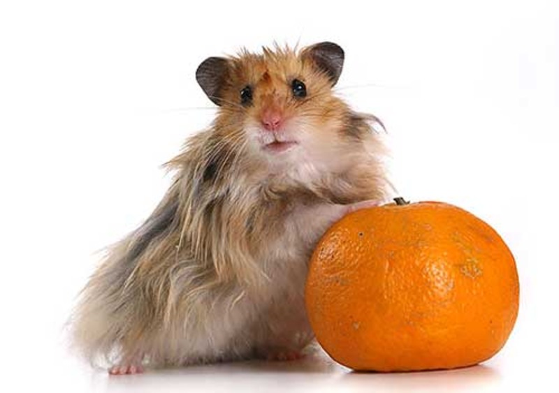 Можно хомякам апельсин. Хомяк Мандаринка. Хомяк мандарин. Мандариновые хомячки. Мышь с мандарином.