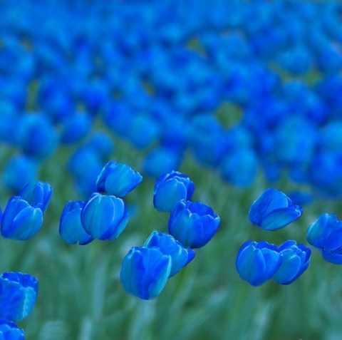 Салфетка "Голубые тюльпаны"