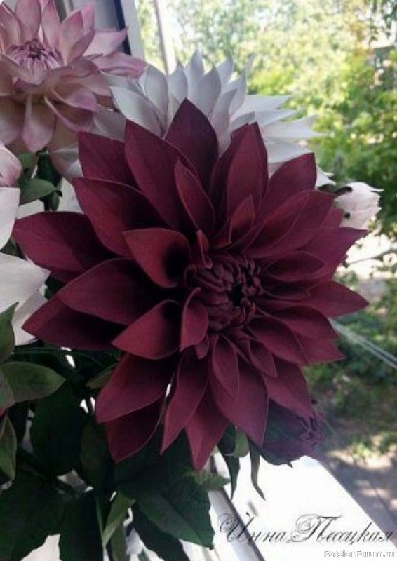 Георгин из фоамирана. Шаблоны