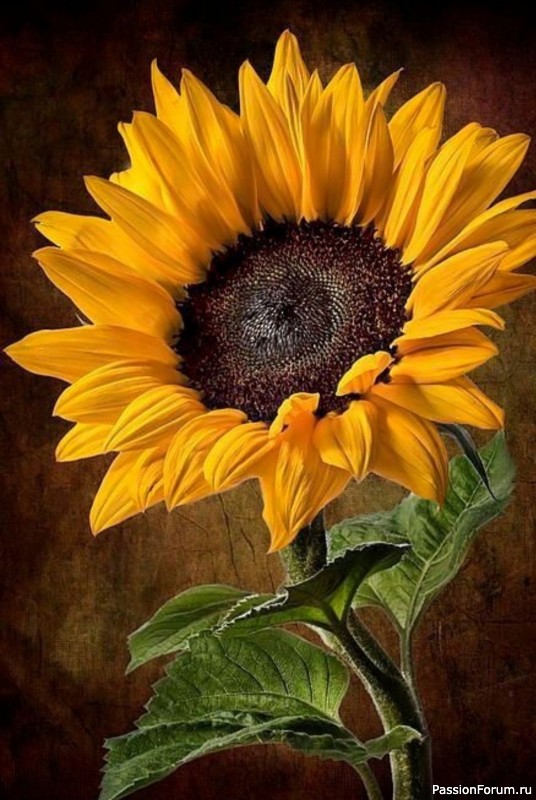 Подсолнухи из фоамирана. Шаблоны