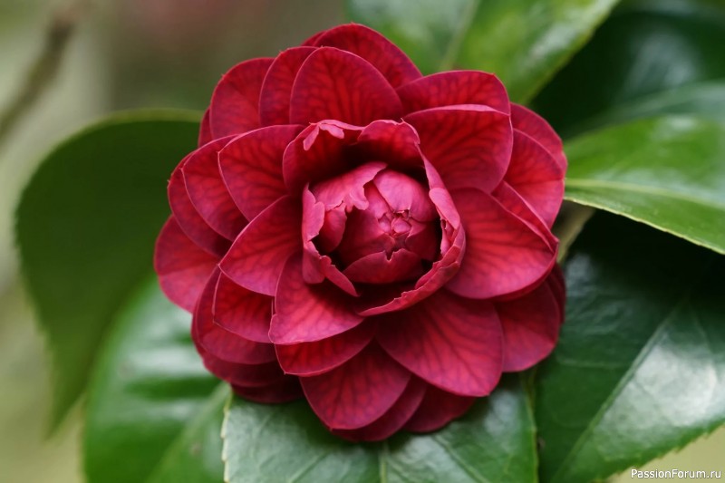 Камелия из фоамирана. Шаблоны