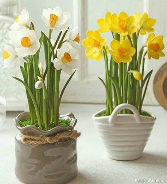 Нарциссы из фоамирана. Шаблоны