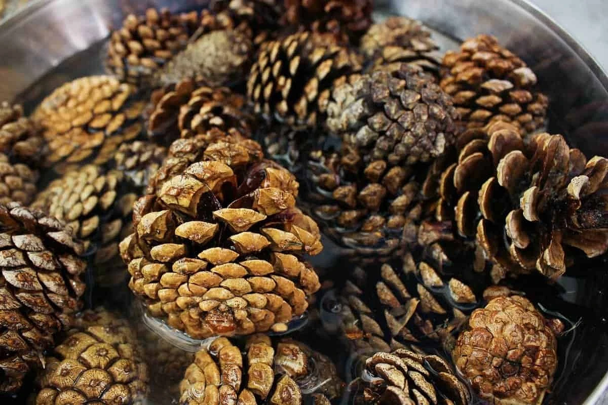 Как сделать ароматизатор для дома из сосновых или еловых шишек