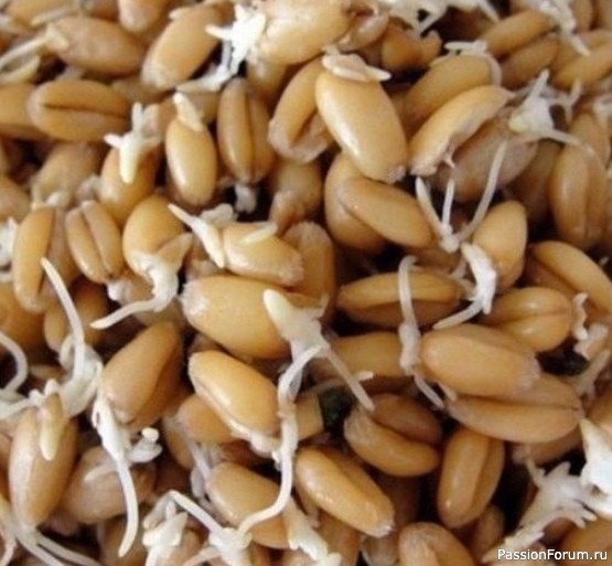 Проростки пшеницы укрепляют иммунитет и снабжают энергией