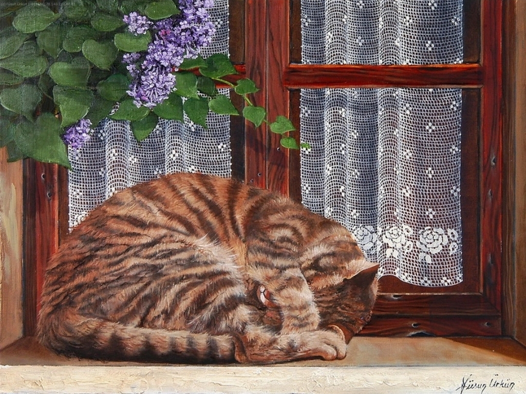 Кошки на окошке картинки