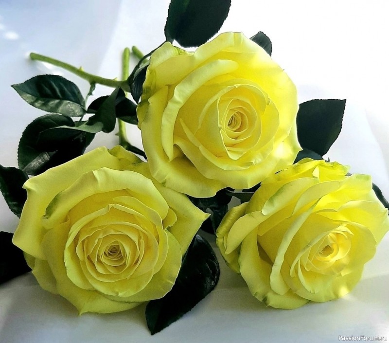 Розы из фоамирана. Шаблоны