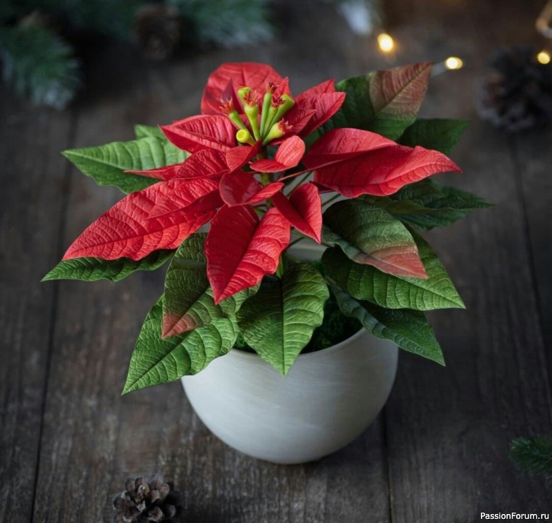 Пуансеттия из фоамирана. Шаблоны