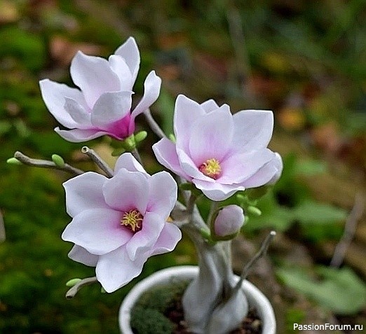 Магнолия из фоамирана. МК