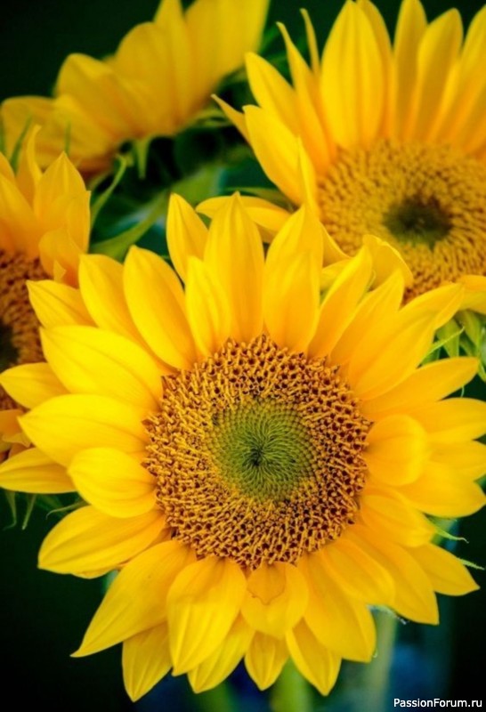 Подсолнухи из фоамирана. Шаблоны