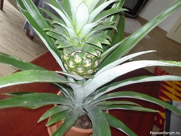9 правил выращивания ананасов в домашних условиях!