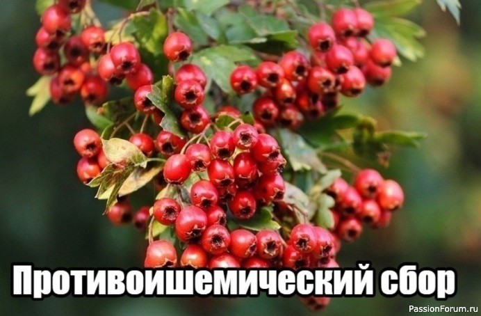 Народная медицина. Противоишемический сбор