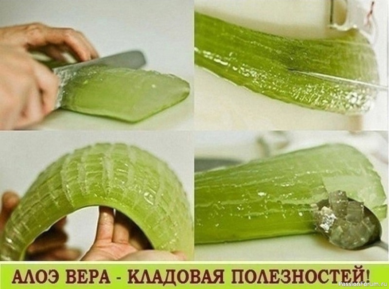 Алоэ, каланхоэ, золотой ус - природные биостимуляторы