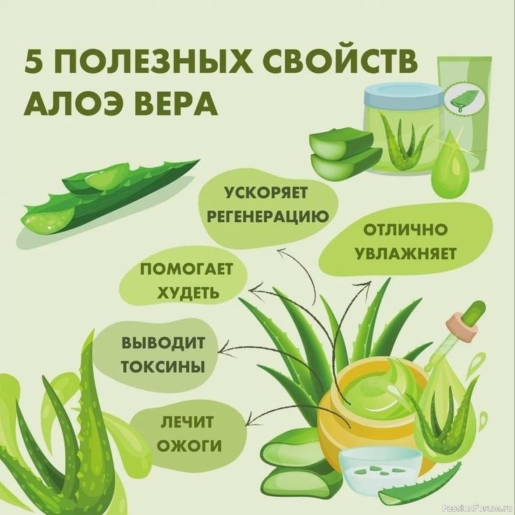 Народная медицина. Алоэ