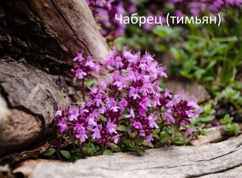 Народная медицина. Рецепты на основе тимьяна