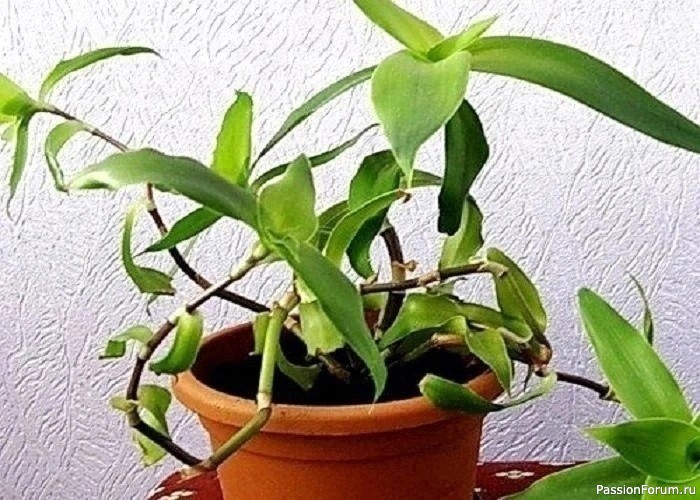 Лечение растением Золотой ус