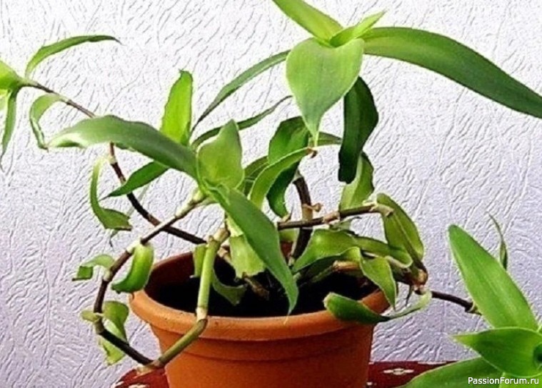 Лечение растением Золотой ус Лечение растением Золотой ус