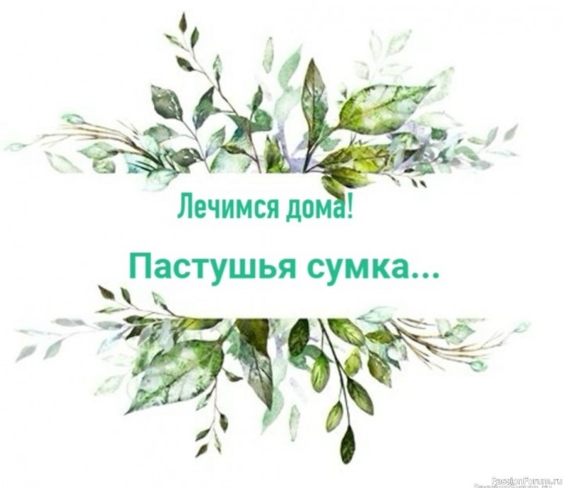 Народная медицина. Пастушья сумка
