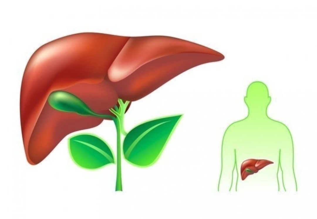 Для нормализации желчного пузыря. Для нормализации желчного пузыря. Препараты для желчного. Дискинезия желчных путей основные симптомы. Дискинезия желчного пузыря.