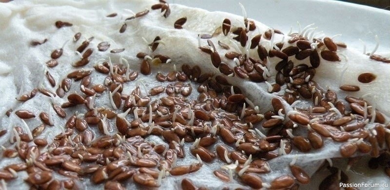 Полезные проростки льна