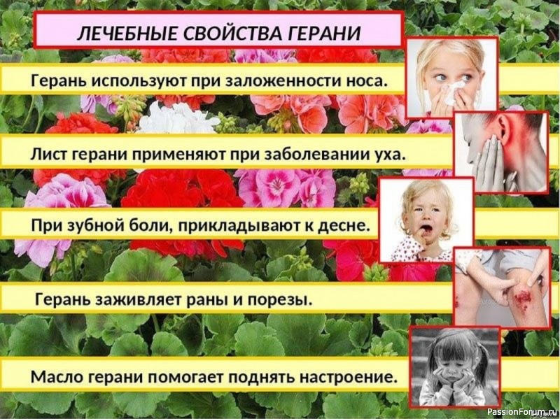 Аптека на подоконнике: 3 рецепта с геранью